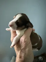 Ronnie, a male Miniature Dachshund for sale in Trenton, NJ – Photo 2 of 6