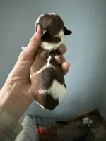 Ronnie, a male Miniature Dachshund for sale in Trenton, NJ – Photo 3 of 6