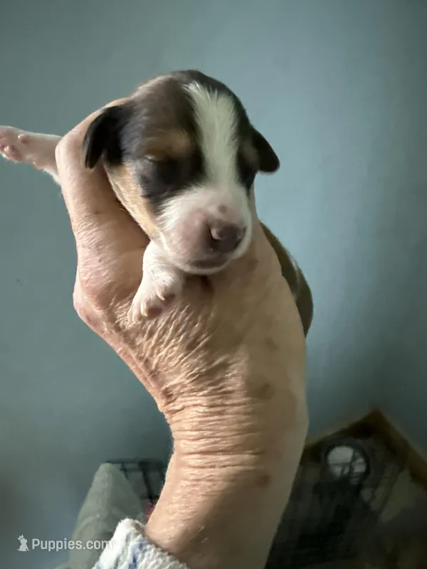 Ronnie – Miniature Dachshund puppy for sale in Trenton, NJ