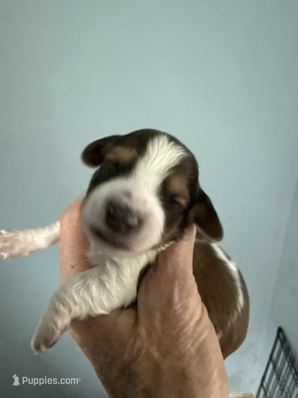 Ronnie – Miniature Dachshund puppy for sale in Trenton, NJ