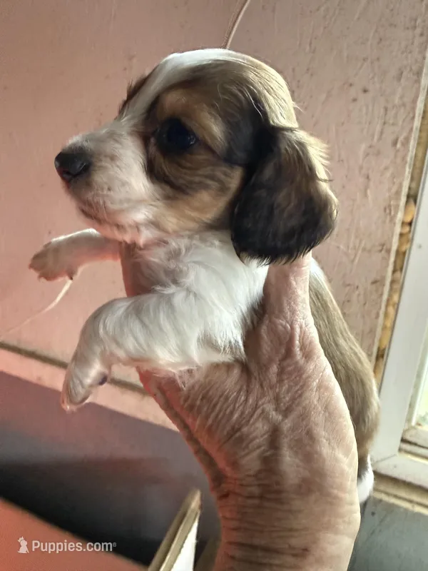 Ronnie – Miniature Dachshund puppy for sale in Trenton, NJ
