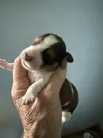 Ronnie, a male Miniature Dachshund for sale in Trenton, NJ – Photo 1 of 6