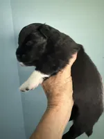 Pixie, a female Schipperke and Pembroke Welsh Corgi for sale in Trenton, NJ – 3 of 6