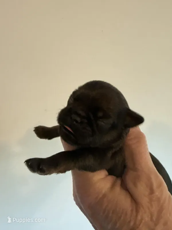 Lester – Brussels Griffon puppy for sale in Trenton, NJ