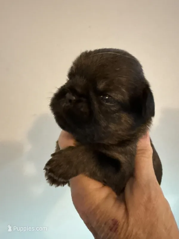 Lester – Brussels Griffon puppy for sale in Trenton, NJ