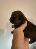 Lester, a male Brussels Griffon for sale in Trenton, NJ – 6 of 9