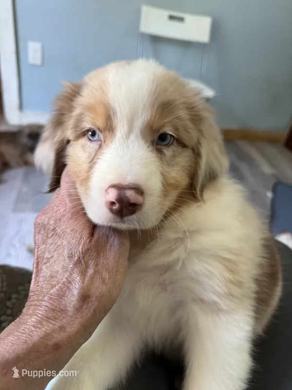 Atlas – Australian Shepherd puppy for sale in Trenton, NJ
