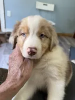 Atlas, a male Australian Shepherd for sale in Trenton, NJ – 1 of 10