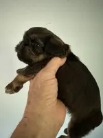 Sedona, a female Brussels Griffon for sale in Trenton, NJ – 5 of 5