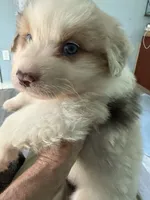 Baxter, a male Australian Shepherd for sale in Trenton, NJ – 2 of 10
