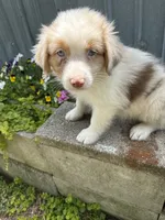 Abner, a  Australian Shepherd for sale in Trenton, NJ – 2 of 5