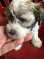 Jeffrey, a male Havanese for sale in Trenton, NJ – Photo 3 of 5