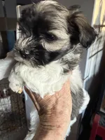 Jeffrey, a male Havanese for sale in Trenton, NJ – Photo 4 of 5