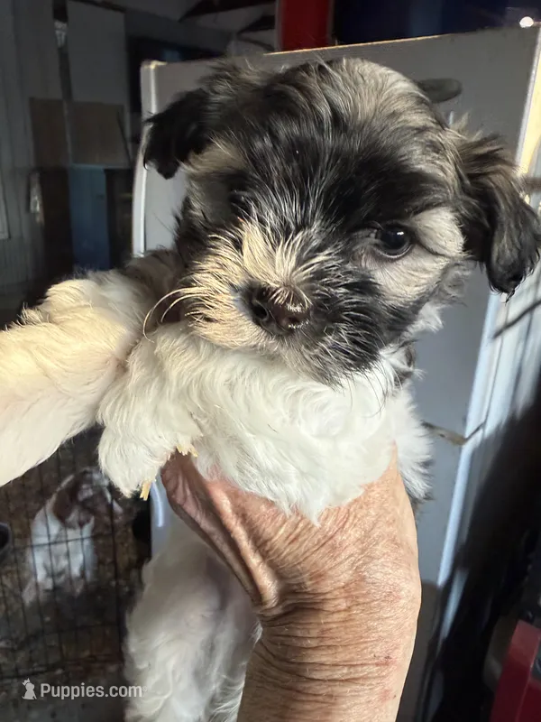 Jeffrey – Havanese puppy for sale in Trenton, NJ
