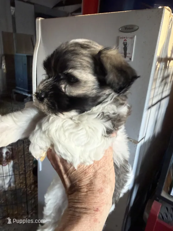 Jeffrey – Havanese puppy for sale in Trenton, NJ
