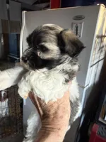 Jeffrey, a male Havanese for sale in Trenton, NJ – Photo 2 of 5