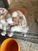Artemis, a male Australian Shepherd for sale in Trenton, NJ – 3 of 8