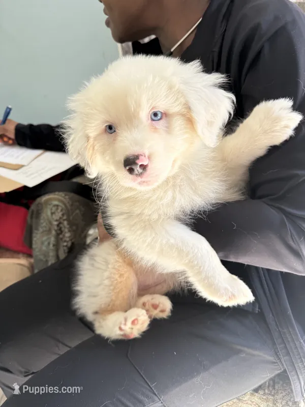 Elaine – Australian Shepherd puppy for sale in Trenton, NJ