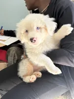 Elaine, a female Australian Shepherd for sale in Trenton, NJ – 2 of 10