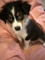 Alan, a male Australian Shepherd for sale in Trenton, NJ – 1 of 7