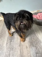 Lindy, a female Brussels Griffon for sale in Trenton, NJ – 8 of 10