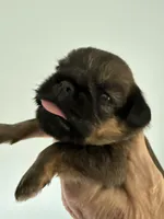 Lexi, a female Brussels Griffon for sale in Trenton, NJ – 5 of 9