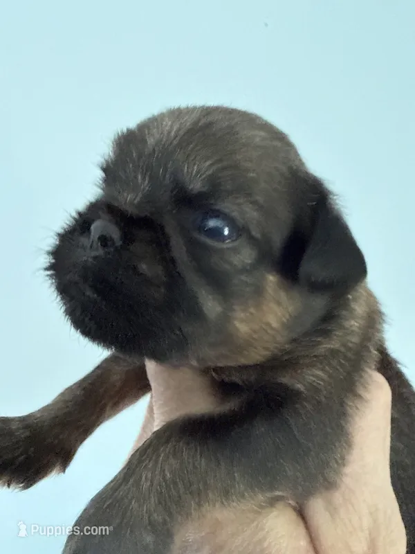 Lester – Brussels Griffon puppy for sale in Trenton, NJ