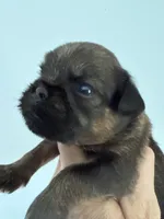 Lester, a male Brussels Griffon for sale in Trenton, NJ – 2 of 9