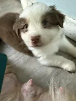Beverly, a female Australian Shepherd for sale in Trenton, NJ – 6 of 10
