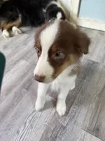 Arthur, a male Australian Shepherd for sale in Trenton, NJ – 4 of 9