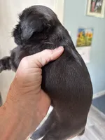 Sylus, a male Brussels Griffon for sale in Trenton, NJ – 6 of 8