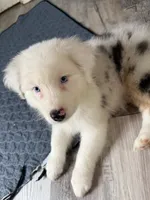 Elaine, a female Australian Shepherd for sale in Trenton, NJ – 5 of 10