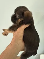 Lionel, a male Brussels Griffon for sale in Trenton, NJ – 6 of 8