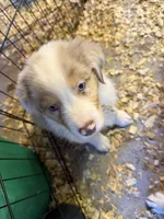 Alder, a male Australian Shepherd for sale in Trenton, NJ – 2 of 10