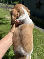 Russel, a male Miniature Dachshund for sale in Trenton, NJ – 5 of 9