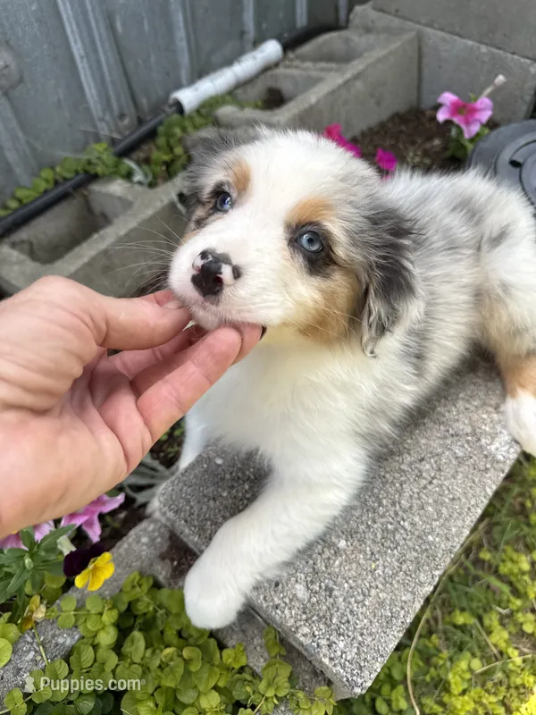 Aiden – Australian Shepherd puppy for sale in Trenton, NJ
