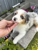 Aiden, a male Australian Shepherd for sale in Trenton, NJ – 1 of 10