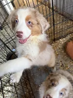 Artemis, a male Australian Shepherd for sale in Trenton, NJ – 6 of 8
