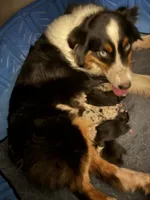Ethan, a male Australian Shepherd for sale in Trenton, NJ – 9 of 10