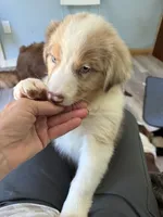 Atlas, a male Australian Shepherd for sale in Trenton, NJ – 2 of 10