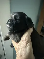 Sunday, a female Brussels Griffon for sale in Trenton, NJ – 3 of 5