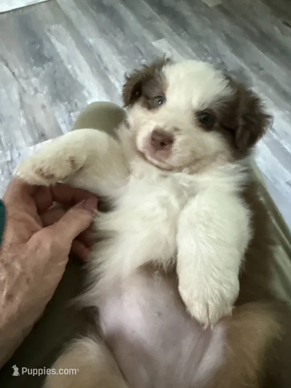Bonnie – Australian Shepherd puppy for sale in Trenton, NJ