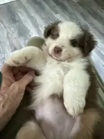 Bonnie, a female Australian Shepherd for sale in Trenton, NJ – 3 of 10