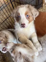 Artemis, a male Australian Shepherd for sale in Trenton, NJ – 7 of 8