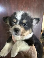 Wendy, a female Pembroke Welsh Corgi for sale in Trenton, NJ – 2 of 5