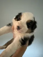 Everest, a male Australian Shepherd for sale in Trenton, NJ – 3 of 10