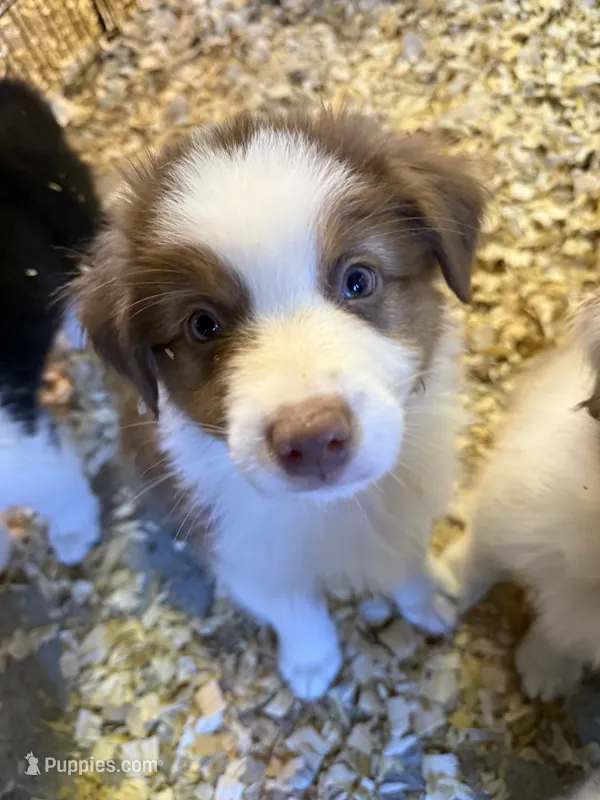Alex – Australian Shepherd puppy for sale in Trenton, NJ