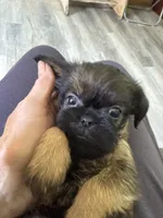 Lionel, a male Brussels Griffon for sale in Trenton, NJ – 3 of 8