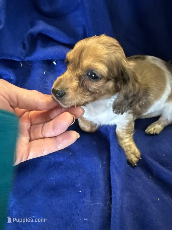 Roger, a  Miniature Dachshund for sale in Trenton, NJ – 1 of 5