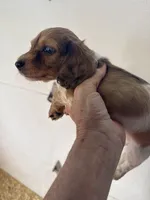 Roger, a  Miniature Dachshund for sale in Trenton, NJ – 2 of 5